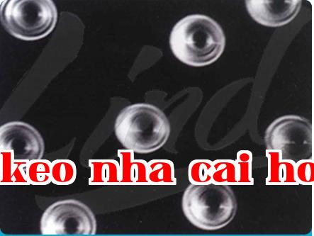 Cấu trúc và chức năng của màng lõi hạt nhân là gì?